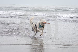 White collie dog playing with frisbee on the beach