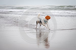 White collie dog playing with frisbee on the beach