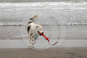 White collie dog playing with frisbee on the beach