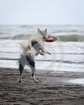 White collie dog playing with frisbee on the beach