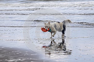 White collie dog playing with frisbee on the beach