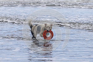 White collie dog playing with frisbee on the beach