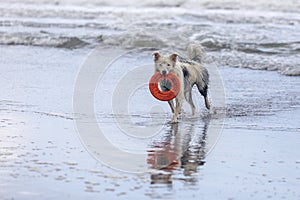 White collie dog playing with frisbee on the beach