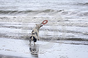 White collie dog playing with frisbee on the beach