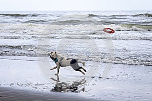 White collie dog playing with frisbee on the beach