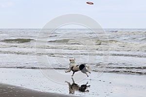 White collie dog playing with frisbee on the beach