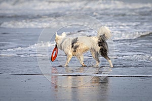 White collie dog playing with frisbee on the beach