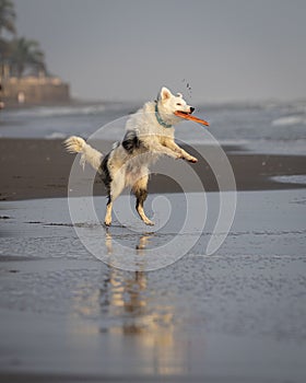 White collie dog playing with frisbee on the beach