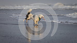 White collie dog playing with frisbee on the beach