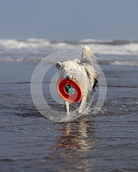 White collie dog playing with frisbee on the beach