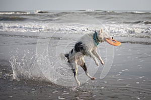 White collie dog playing with frisbee on the beach