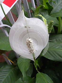 White color Anthurium flower