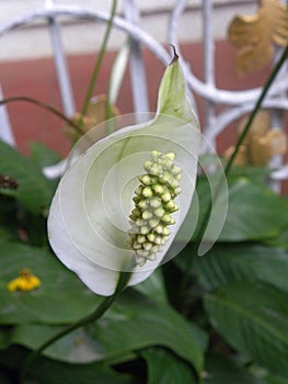 White color Anthurium flower with yellow spadix