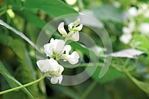 White color of bean flower on green leaf background photo
