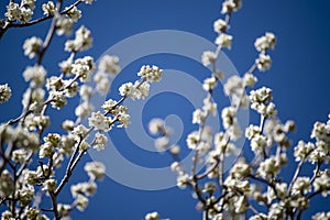 White color of Cherry Blossom