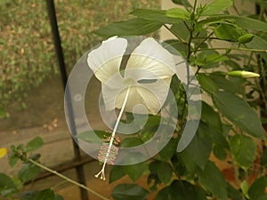 White color Chinese hibiscus flower