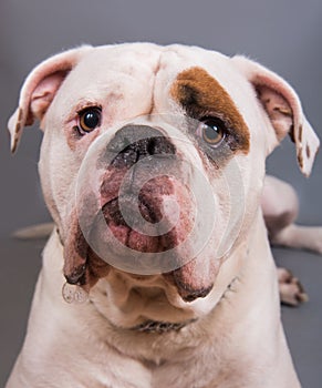 White color coat adult American Bulldog front view portrait