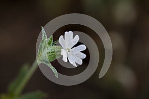White color field flower. Silene latifolia, spontaneous vegetation in fields, meadows, biotopes and woods. photo