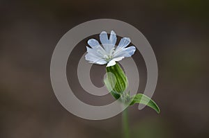 White color field flower. Silene latifolia, spontaneous vegetation in fields, meadows, biotopes and woods. photo