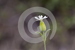 White color field flower. Silene latifolia, spontaneous vegetation in fields, meadows, biotopes and woods. photo