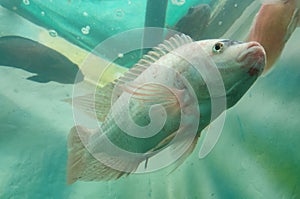 WHITE COLOR FISH IN AQUARIUM