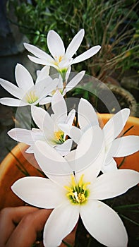 White color flower with human Hands