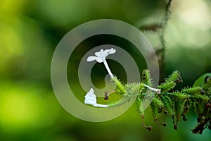 White color flowers of Ceylon leadwork or Plumbago zeylanica