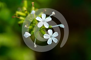 White color flowers of Ceylon leadwork or Plumbago zeylanica photo