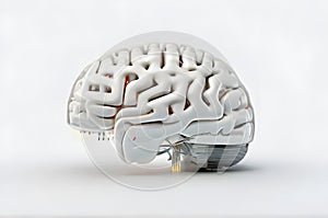 white color human brain cross section 3d view