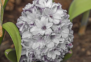 White color hyacinth flower in color fresh day