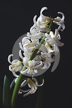 White color hyacinth flower isolated on black background.