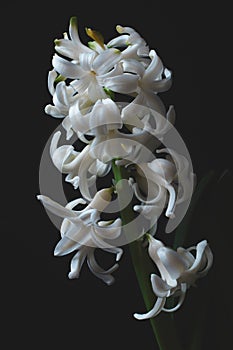 White color hyacinth flower isolated on black background.