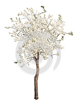 White color isolated blooming apple tree