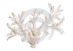 White color isolated large sea coral