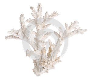 White color isolated sea coral