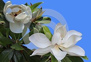 White color Magnolia flowers. Blooming  Magnolia close up photo.