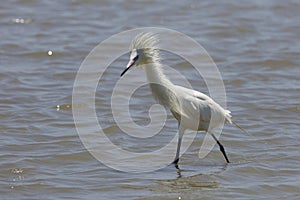 White Color Morph of Reddish Egret in Breeding Plumage