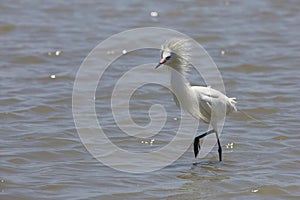 White Color Morph of Reddish Egret Foraging in a Shallow Bay