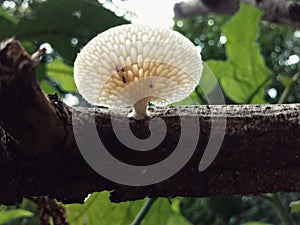 White color mushroom on dry fallen tree trunk from amazon rainforest