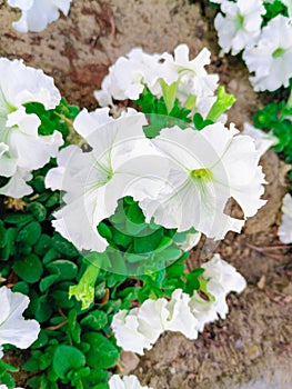 white color petunia looking nice