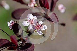 White color purple leaf sand cherry bush blossoms and buds