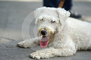 White color Soft Coated Wheaten Terrier dog lying down on the co
