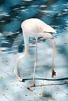 White color swan or heron bird