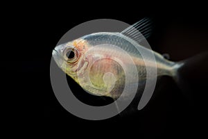 White Color Tetra - Aquarium Fish