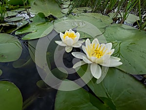 White color water lilies creative concept and living areas in the lake