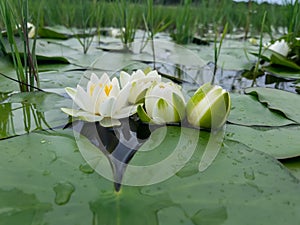 White color water lilies creative concept and living areas in the lake