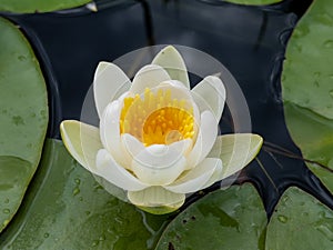 White color water lilies creative concept and living areas in the lake