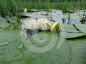 White color water lilies creative concept and living areas in the lake