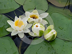 White color water lilies creative concept and living areas in the lake