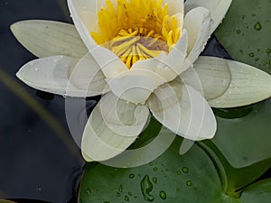 White color water lilies creative concept and living areas in the lake